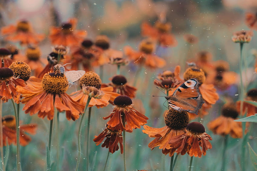 Blumen, Makro, Unschärfe, glatt, Blumenbeet, Blumenbeet, Schmetterling HD-Hintergrundbild