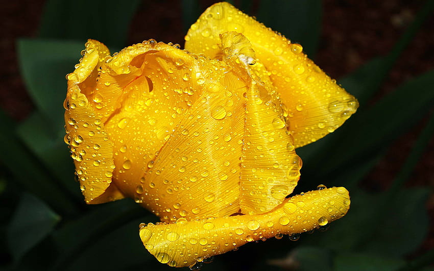 For A Well Wisher, tulip, wet, yellow, flower, beautiful HD wallpaper