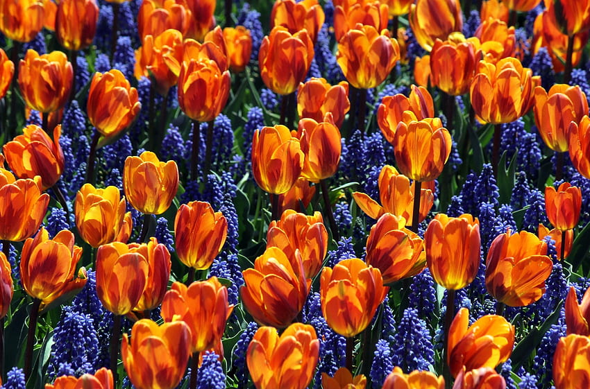 flores, tulipanes, macizo de flores, macizo de flores, primavera, Muskari, Muscari fondo de pantalla