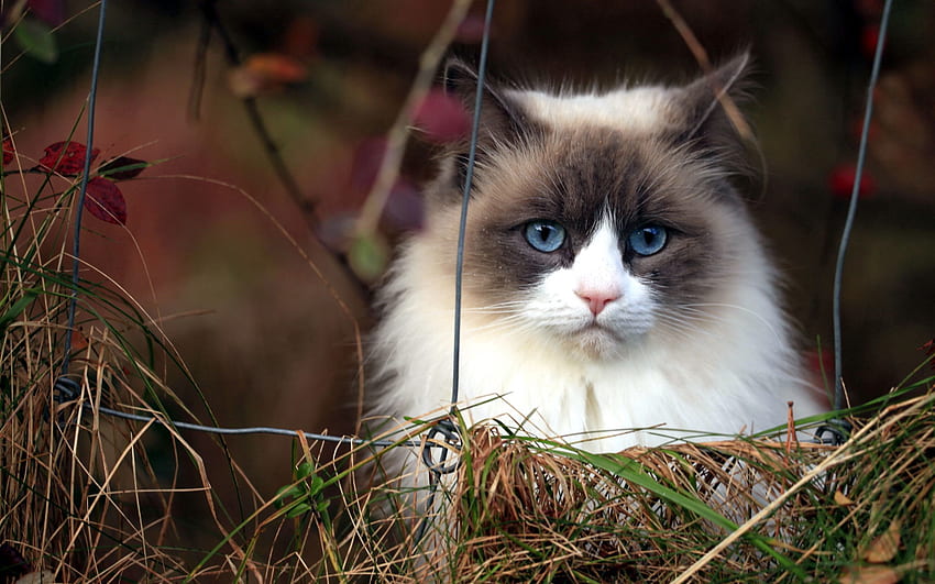 สัตว์ หญ้า แมว ปุกปุย ตาสีฟ้า ตาสีฟ้า วอลล์เปเปอร์ HD