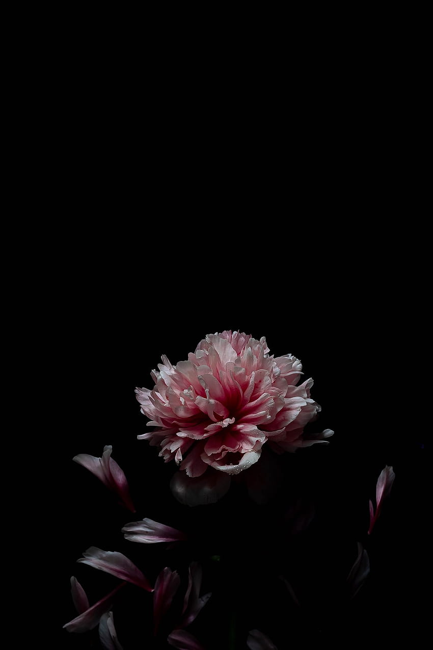 Black flower aesthetic HD wallpapers | Pxfuel