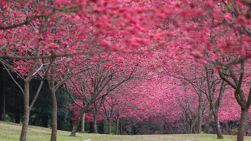 桜公園、葉、桜、日本、木々、道、春、公園 高画質の壁紙