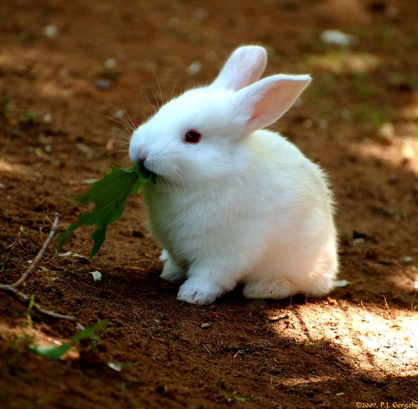 귀여운 아기 토끼, 아기 토끼 HD 월페이퍼
