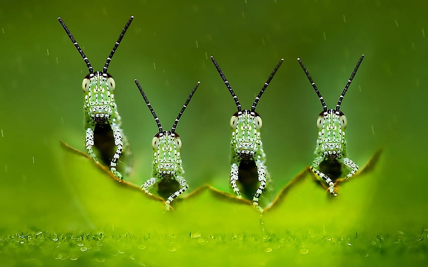 Insect Wallpapers  Wallpaper Cave