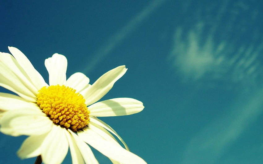 Flowers, Sky, Summer, Camomile, Flower, Chamomile, Pollen HD wallpaper