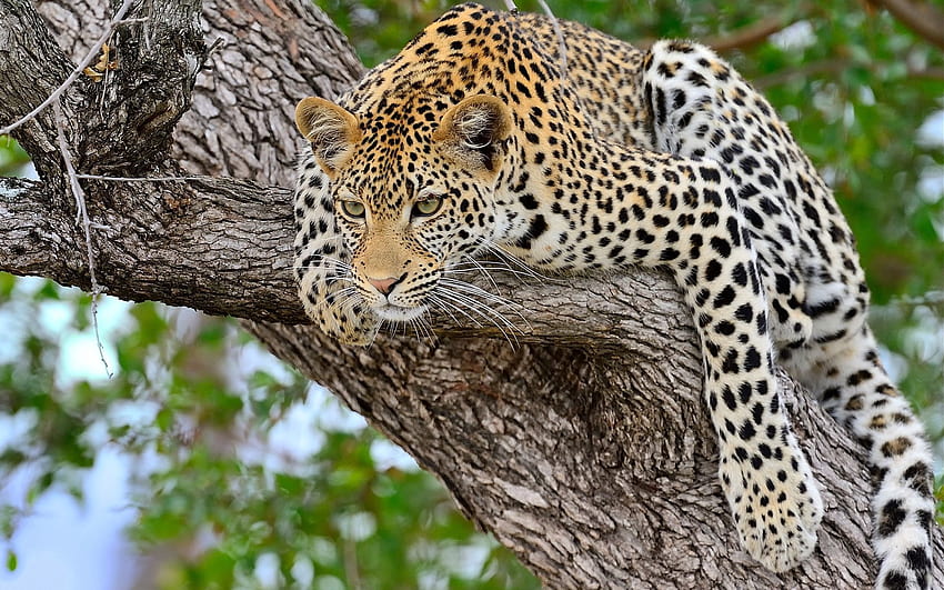 Leopard, Tiere, Holz, Liegen, Liegen, Baum, Raubtier HD-Hintergrundbild