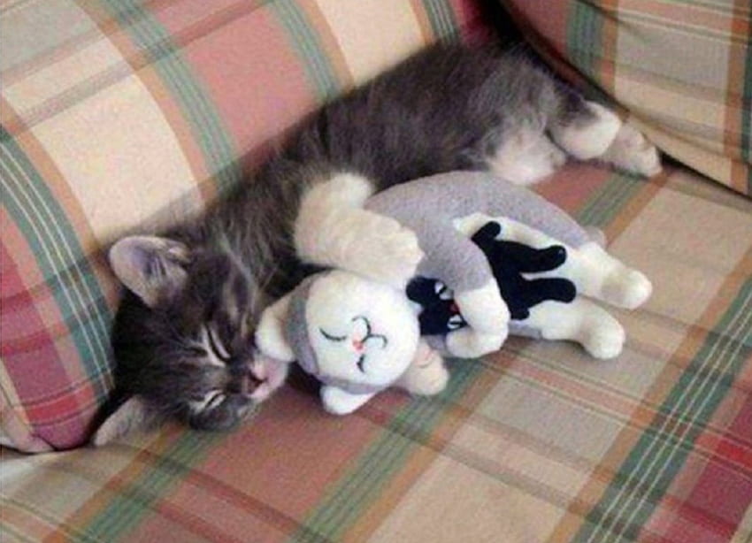 sleeping together, cats, sleeping, together, animals HD wallpaper