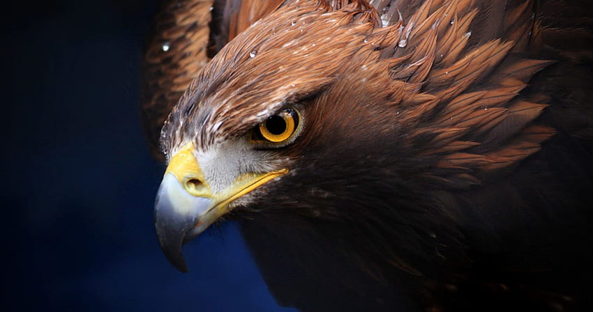 Eagle • Trump, Native Eagle HD wallpaper