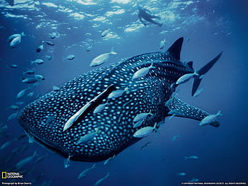 Galapagos Whale Shark Project Update - Galapagos Conservation Trust