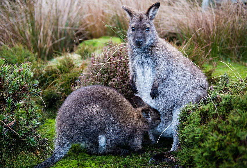 Zwierzęta, trawa, kangur, młody, opieka, Joey Tapeta HD