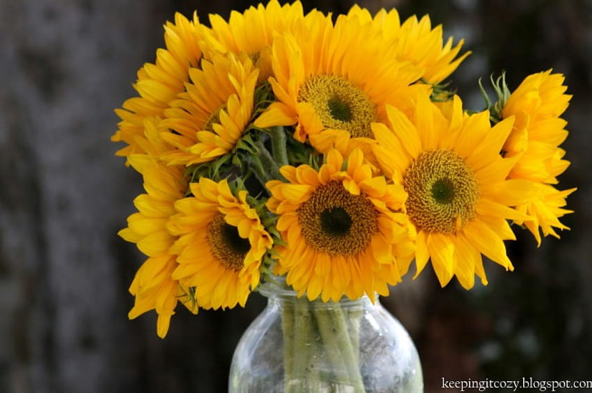 SWEET and cozy, sweet, sunny, bouquet, annie, cozy, precious, floral arrangement, sunflowers, bright, love, yellow, crystal vase, nature, warm, always, forever HD wallpaper