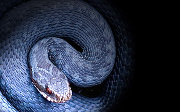 Cool Snake, King Cobra Snake HD wallpaper | Pxfuel