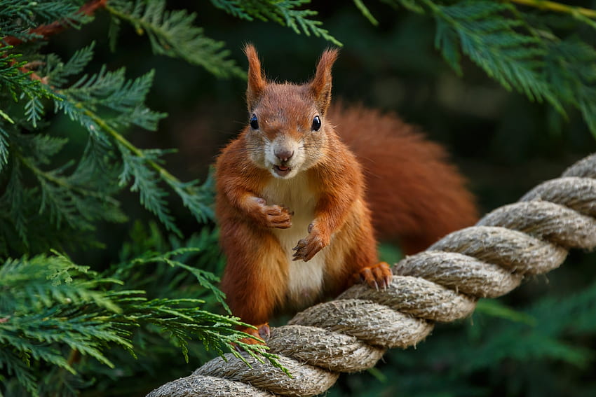 Squirrel, animal, green, red, cute, veverita HD wallpaper