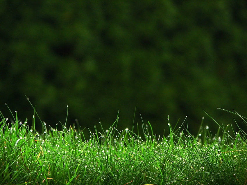 Nature, Grass, Drops, Lawn, Dew HD wallpaper