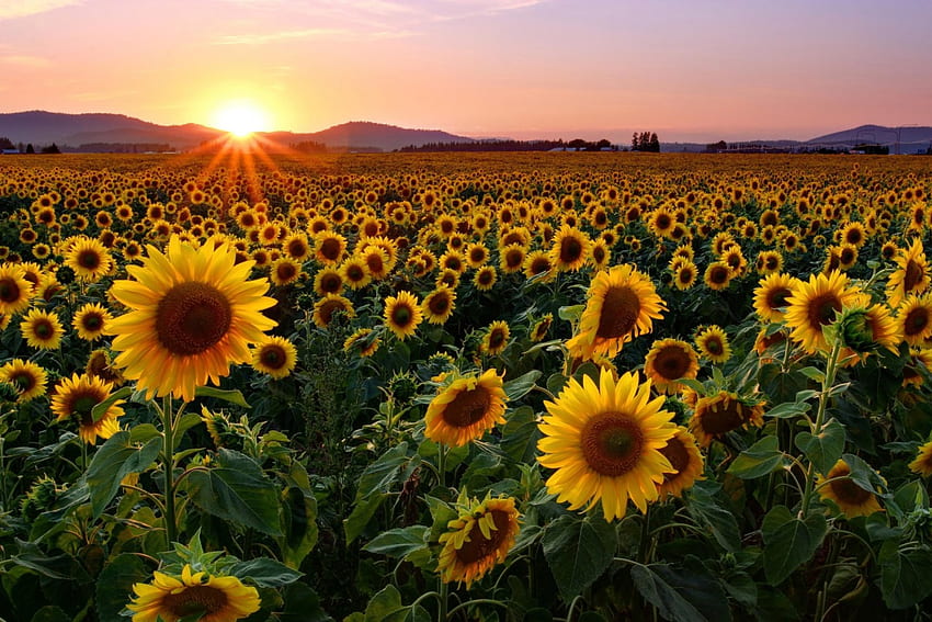 Matahari terbenam bunga matahari, sinar, cahaya, menyilaukan, Cantik, musim panas, bunga matahari, bidang, alam, langit, indah, matahari terbenam Wallpaper HD