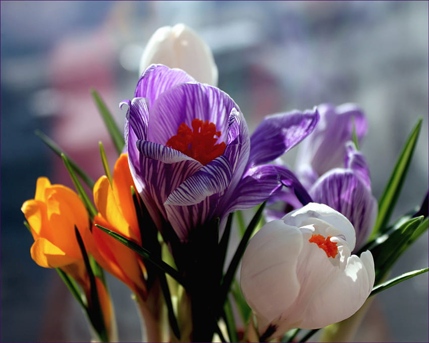 crocus, alam, bunga, warna-warni, musim semi Wallpaper HD