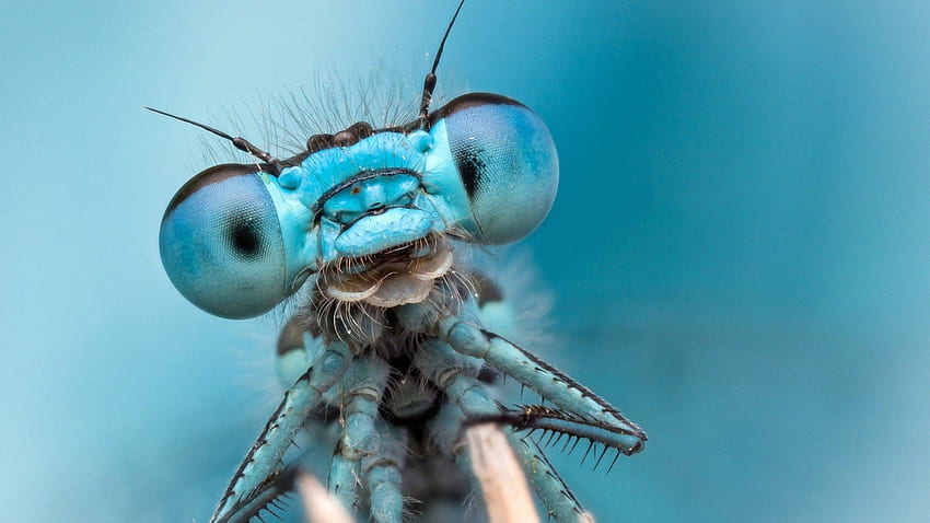dragonfly super macro blue wide - WPWide HD wallpaper