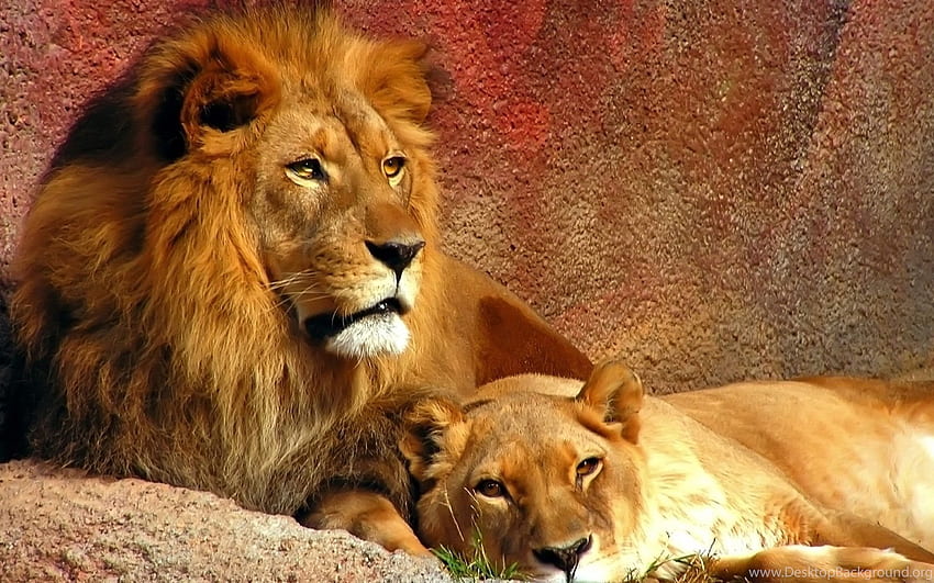 당신의 배경을 위해 준비된 고화질의 아름다운 사자, Lion Cross HD 월페이퍼