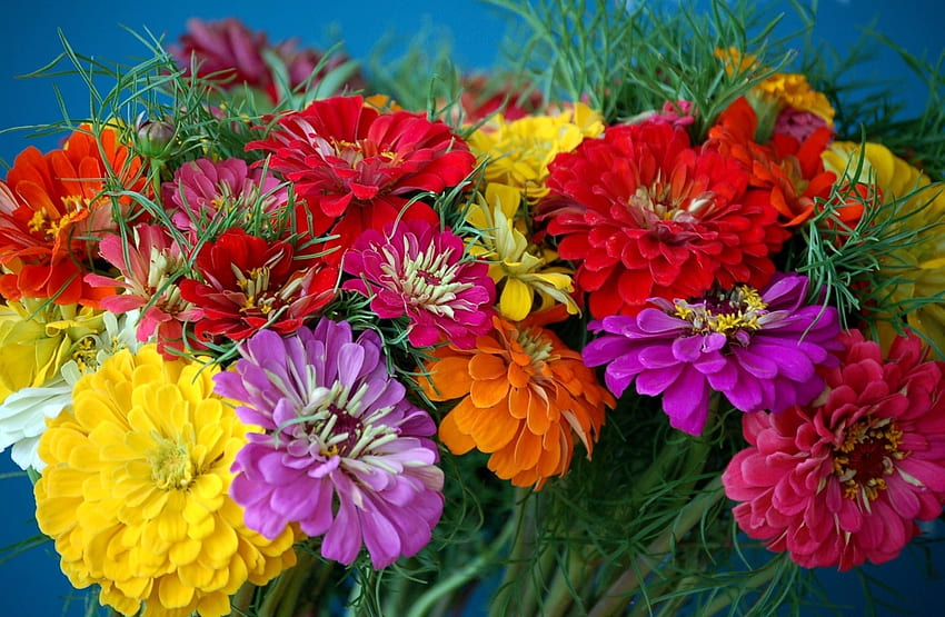 Цветя, ярки, букети, цветни, цинии, Синсинати HD тапет