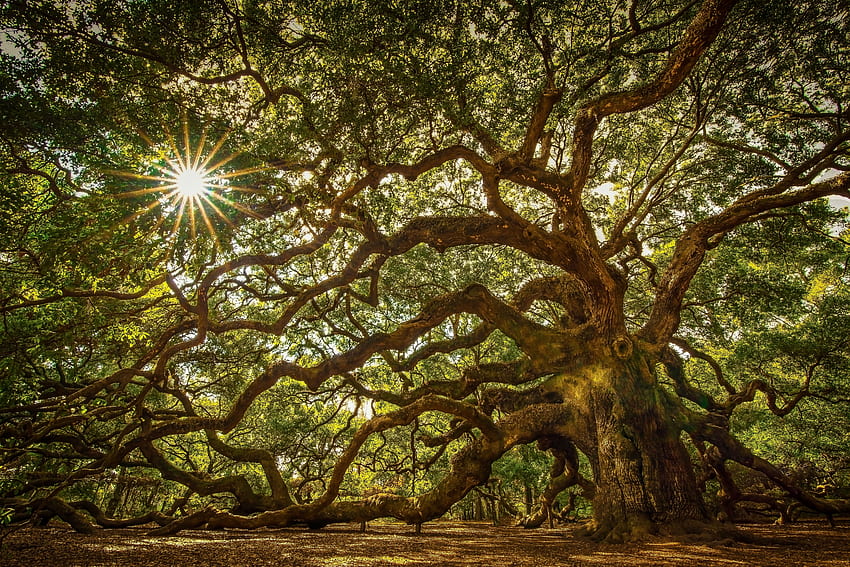 Angel Oak Tree et fond, feuille de chêne Fond d'écran HD