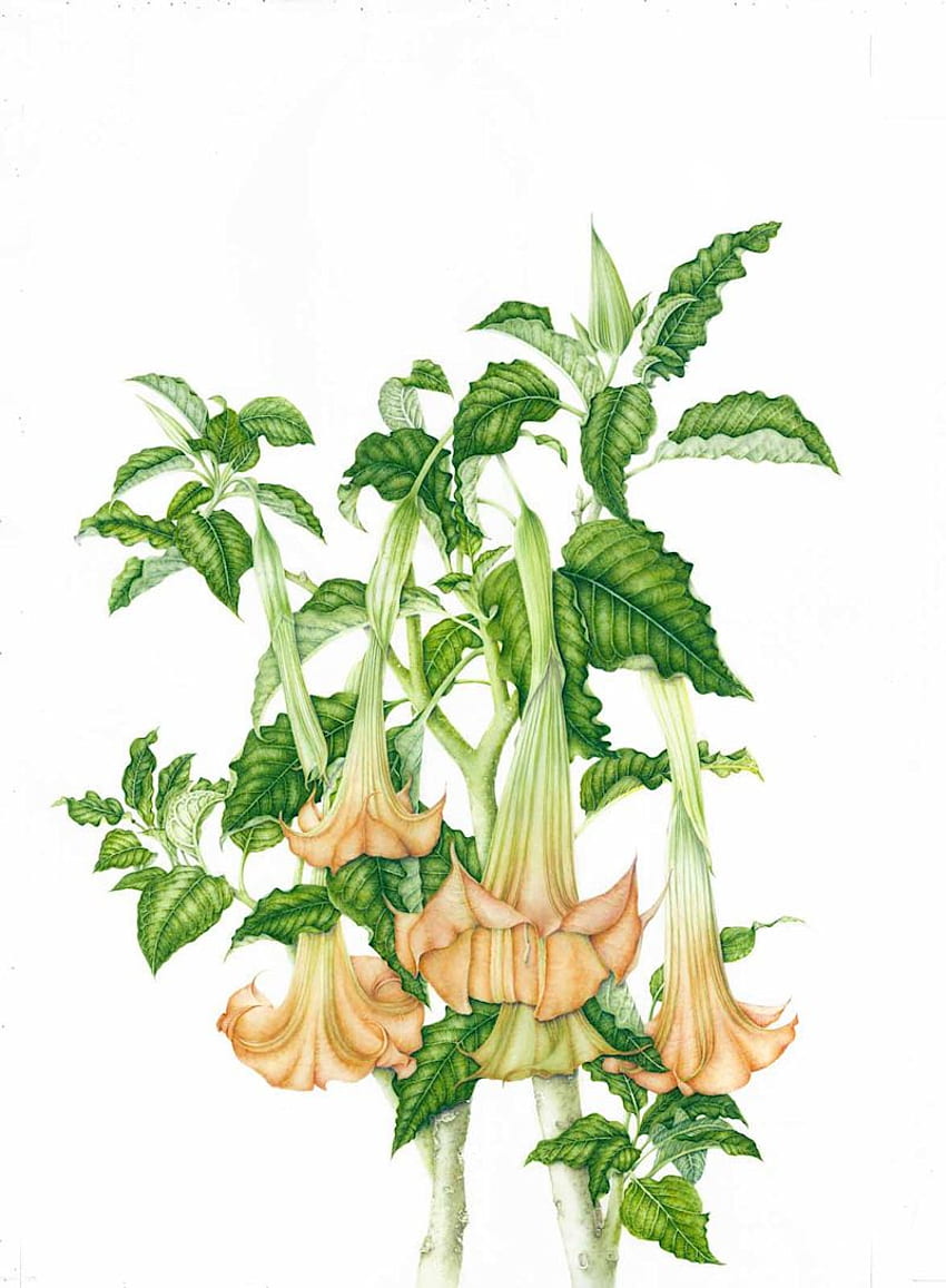 Milly Acharya, Brugmansia suaveolens (Trompeta de ángel) 2015. Dibujos botánicos, Brugmansia, Planta de trompeta de ángel fondo de pantalla del teléfono