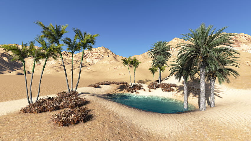 Oasis In The Desert High Quality HD wallpaper