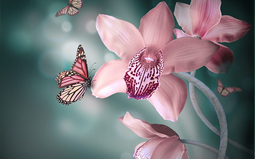 Butterflies, Insects HD wallpaper