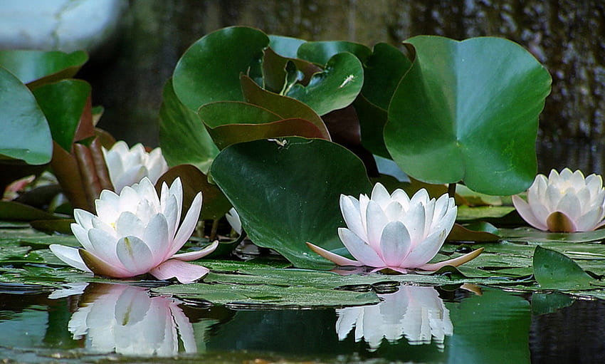 Waterlilies, summer, Pond, leaves, reflection, plants, blossoms HD wallpaper