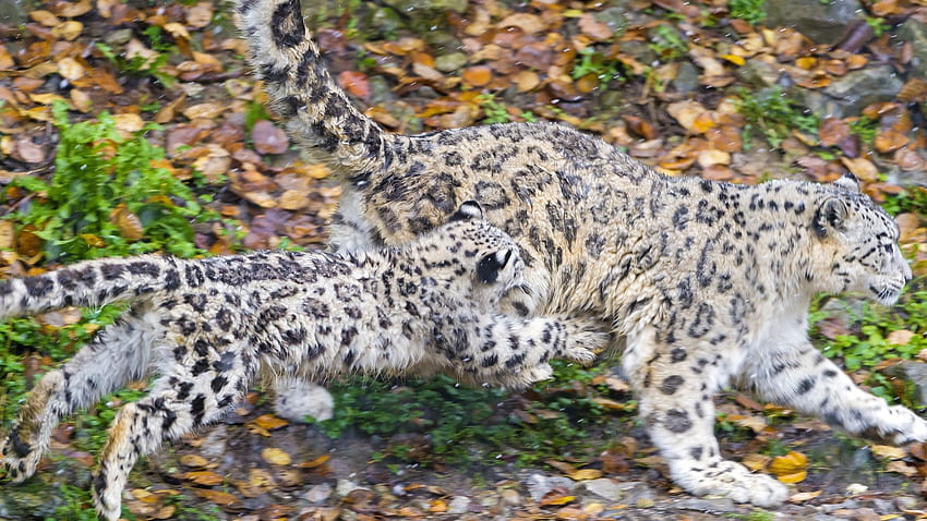 Schnee, Leopard, Wild, Katze, Jungtier, Babys, Flecken, Muster, niedlicher Baby-Leopard HD-Hintergrundbild