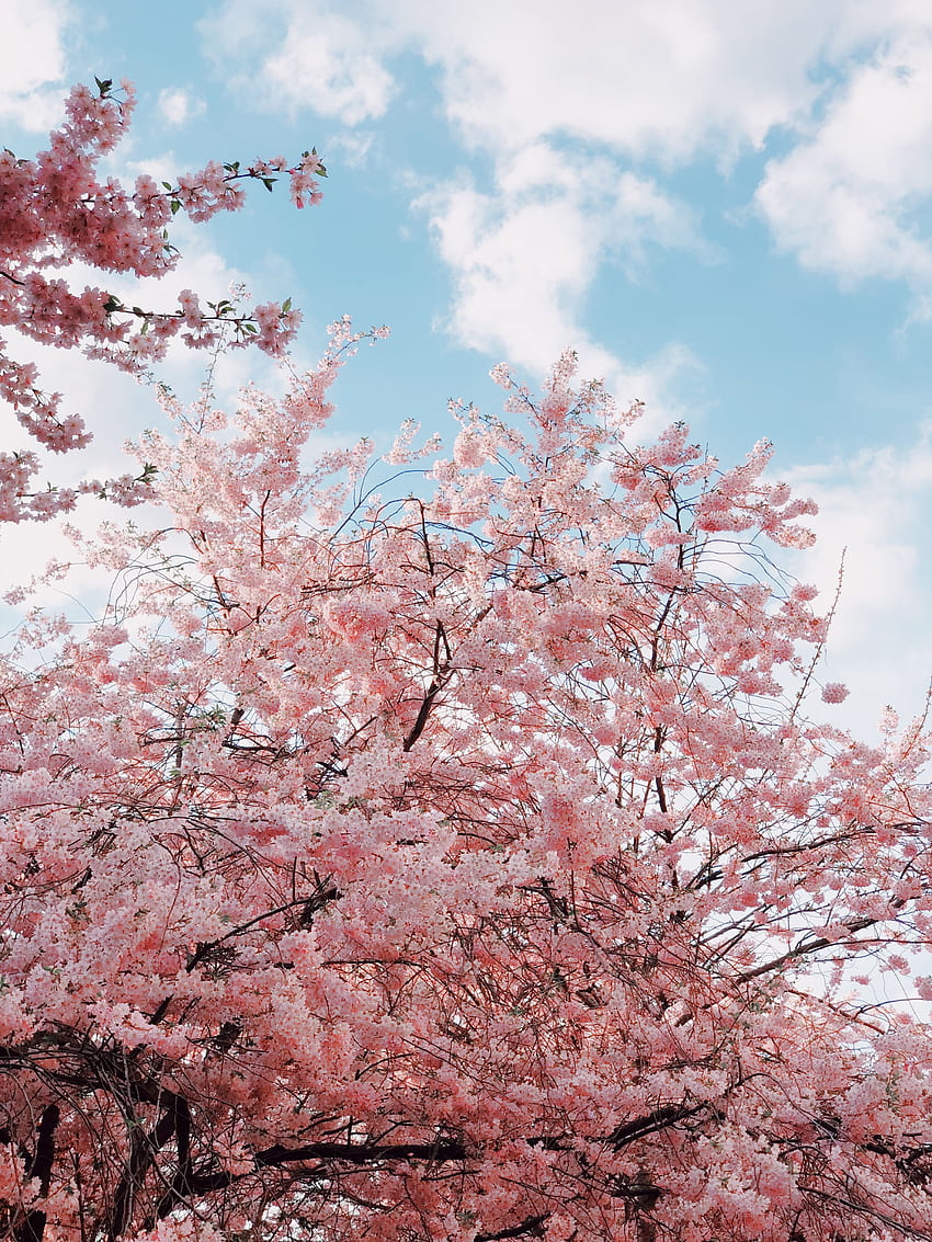 봄, 꽃, 하늘, 체리, 지점, 블 룸, 개화 HD 전화 배경 화면