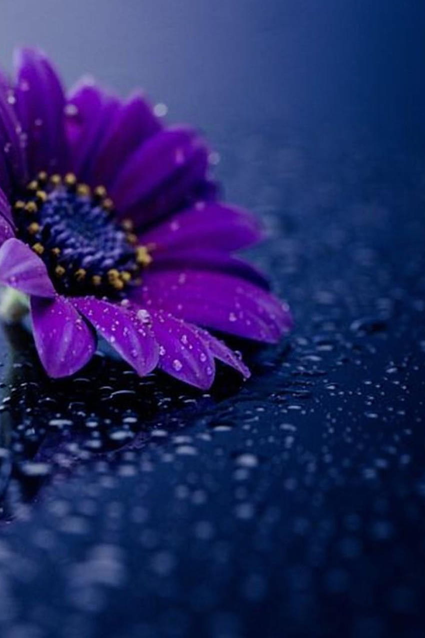 Bunga putih dan ungu di atas kaca dengan gerimis air bergerak - The Mobile wallpaper ponsel HD
