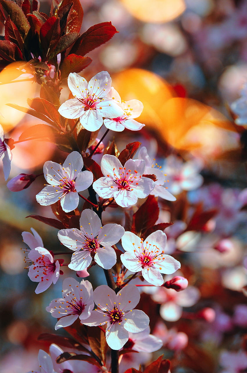 Fleur de cerisier, fleurs roses, gros plan, printemps Fond d'écran de téléphone HD