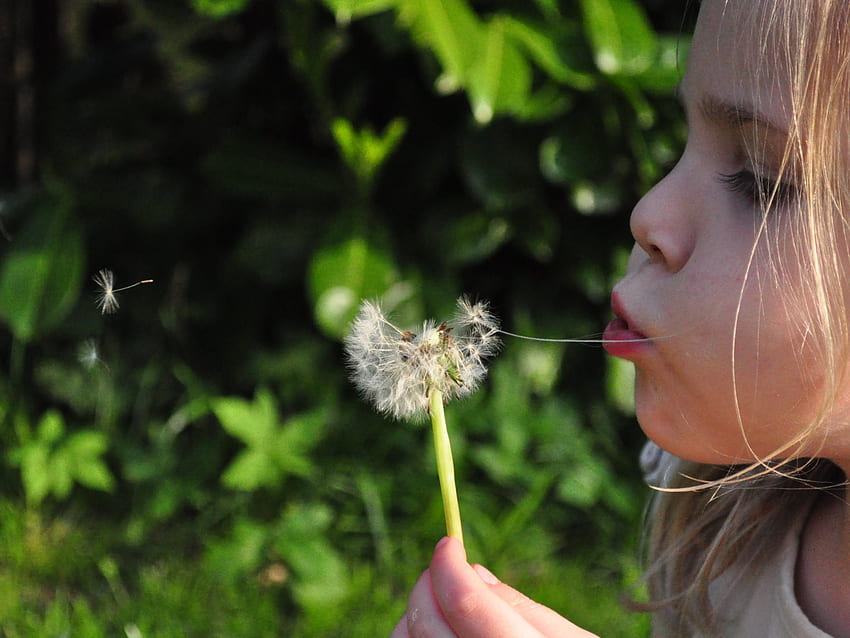 : Little Girl Blowing Dandelion HD wallpaper