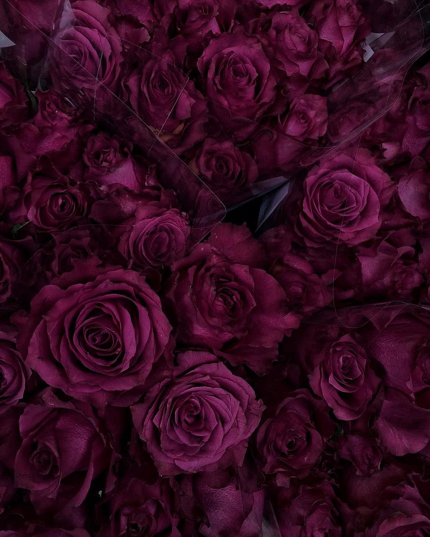 Nadir güzellik! // Zhanna Bianca'nın ı • Instagram. Bordo estetiği, Bordo estetiği, Rose, Burgundy Roses HD telefon duvar kağıdı