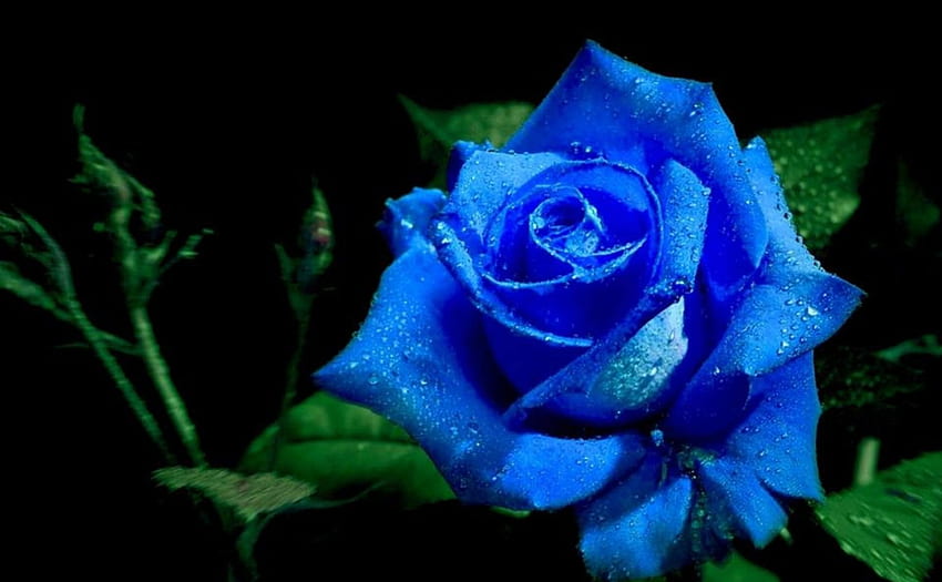 Синя роза, фон, роза, пъпка, листенца, цвете, капки HD тапет