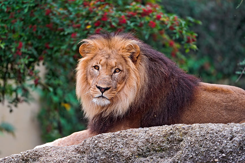 Animals, Rock, To Lie Down, Lie, Lion, Predator, Stone, Mane, King Of Beasts, King Of The Beasts HD wallpaper