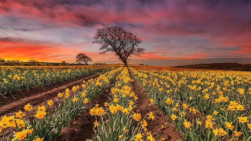 Field of Daffodils at Sunset, spring, blossoms, colors, trees, clouds, flowers, sky HD wallpaper
