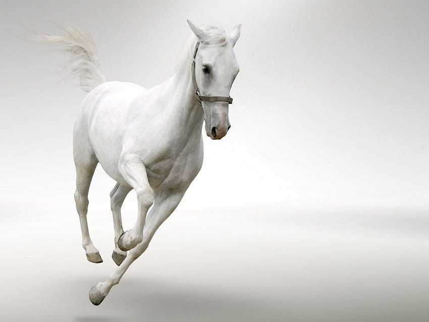 White Horse Running, Horse Face HD wallpaper