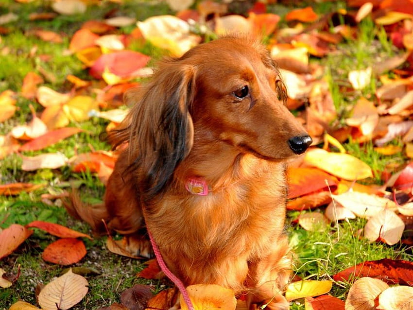 Sonbaharda köpek, köpek, hayvanlar, sonbahar, şirin, komik, sevimli, evcil hayvan HD duvar kağıdı