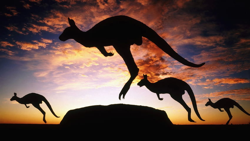 Typical animal of Australia, I'm so ansious to meet they *-* Kangoroo. Australian animals, Australia kangaroo, Kangaroo HD wallpaper