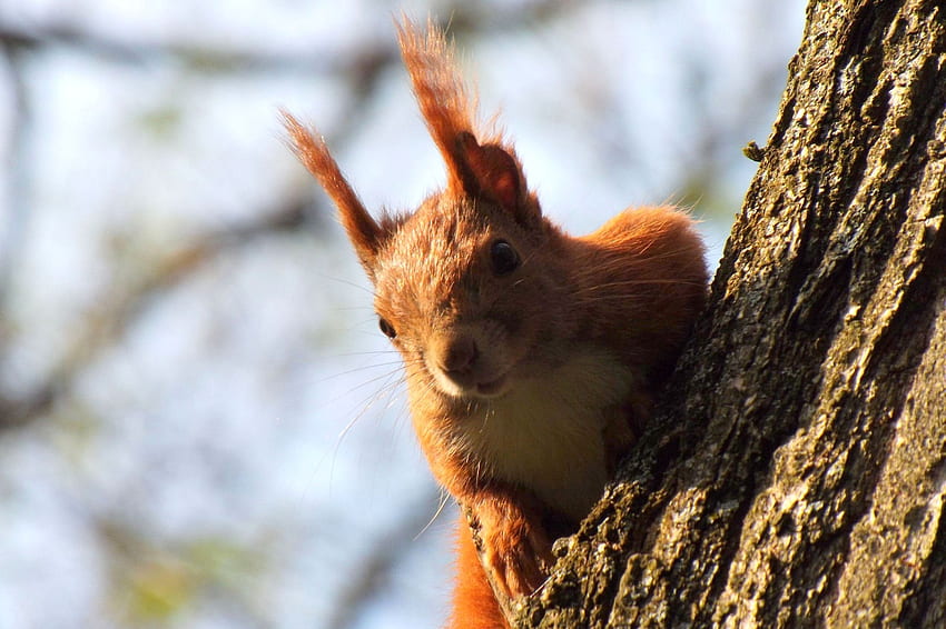 Animals, Squirrel, Wood, Tree, Climb HD wallpaper