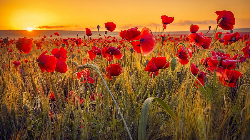 Poppy , background, Orange Poppy HD wallpaper | Pxfuel