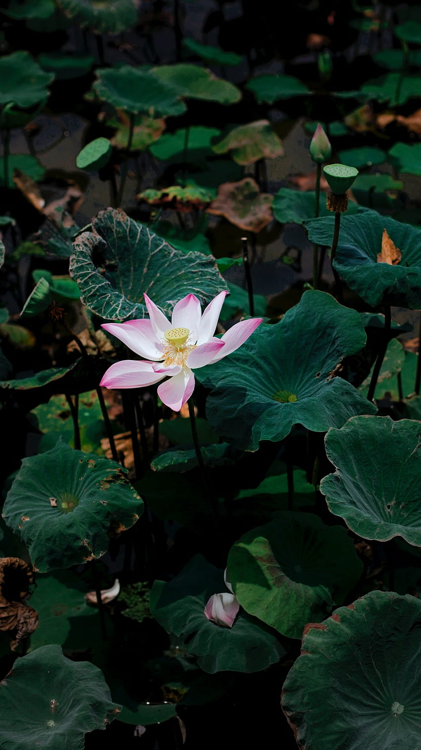 Lotus, Blume, Blätter, See - Lotusblumen - HD-Handy-Hintergrundbild