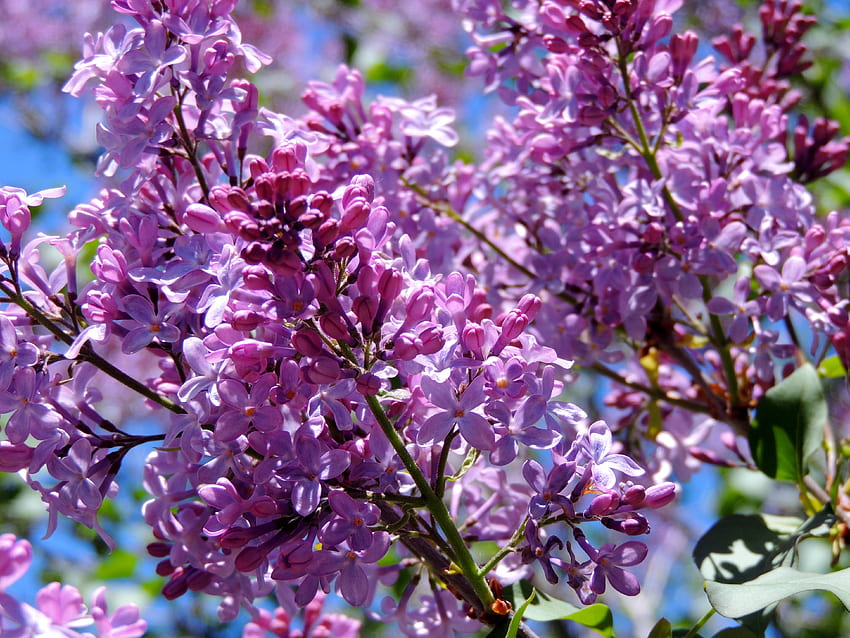 Sweet Smell Of Spring, graphy, Lilacs, Tree, Flowers, Nature, Spring HD wallpaper
