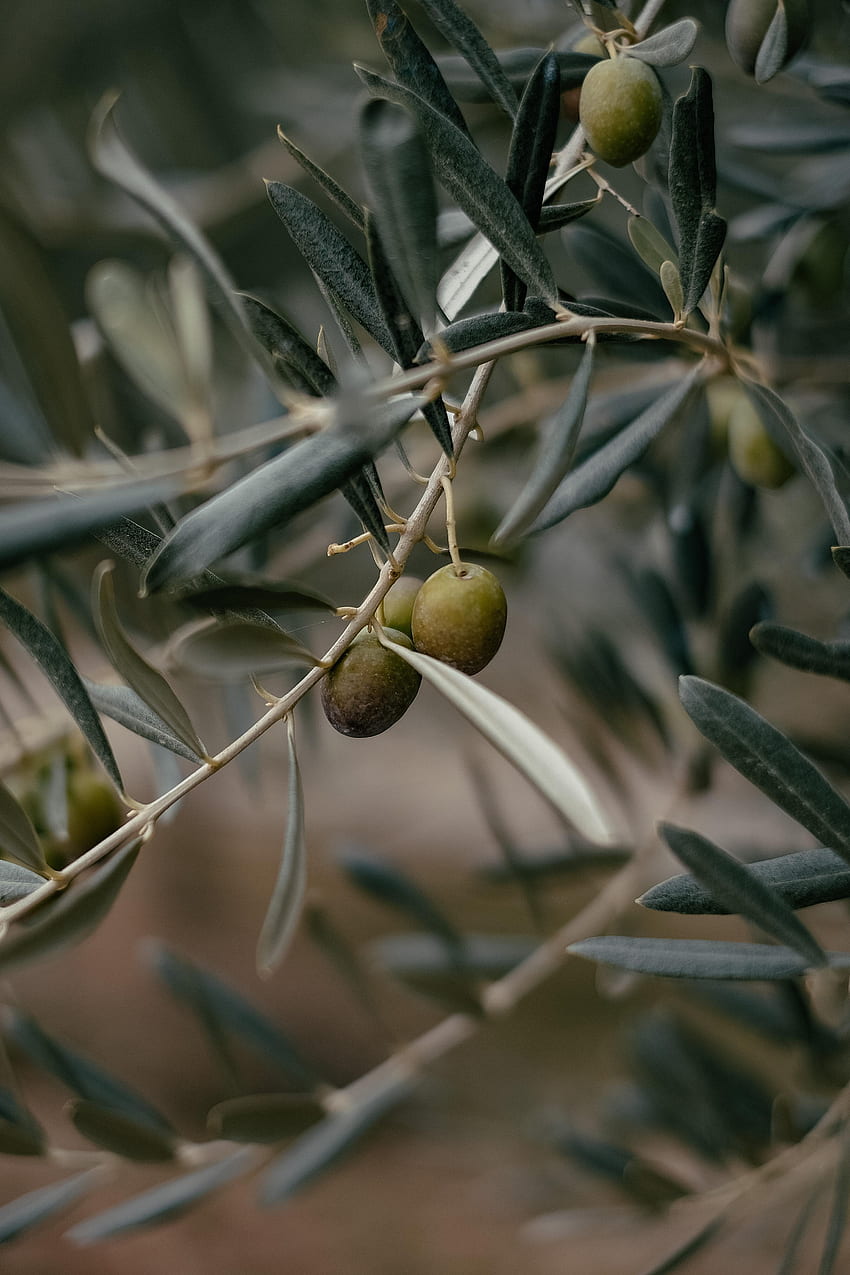 Nature, Wood, Tree, Branch, Focus, Olives HD phone wallpaper