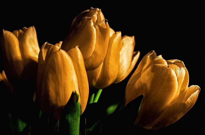Flowers, Tulips, Shine, Light, Black Background, Buds HD wallpaper