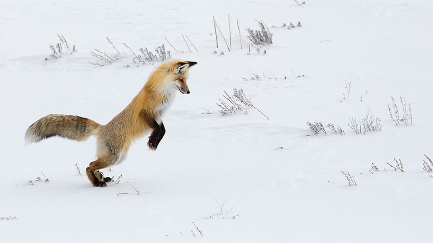 lis, zabawny, drapieżnik, śnieg pełny, tv, f, tło, Funny Fox Tapeta HD