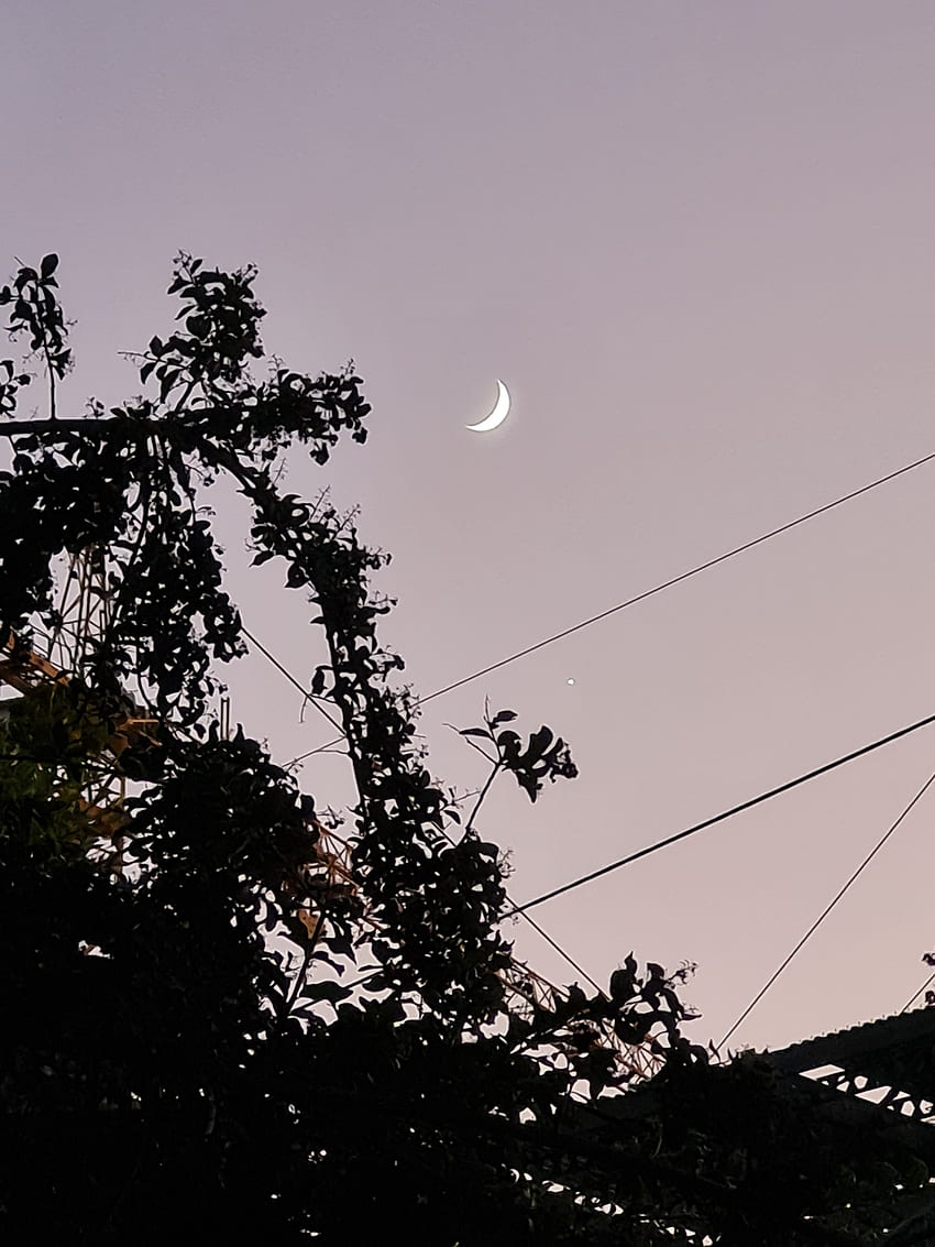 Luna sobre arbol、cielo、noche、estrellas HD電話の壁紙
