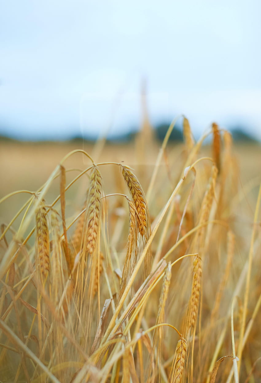 Природа, пшеница, растение, поле, класове, сухо, шипове HD тапет за телефон