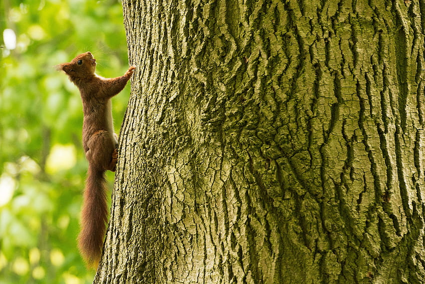 Animals, Squirrel, Wood, Tree, Climbing, Climbs HD wallpaper